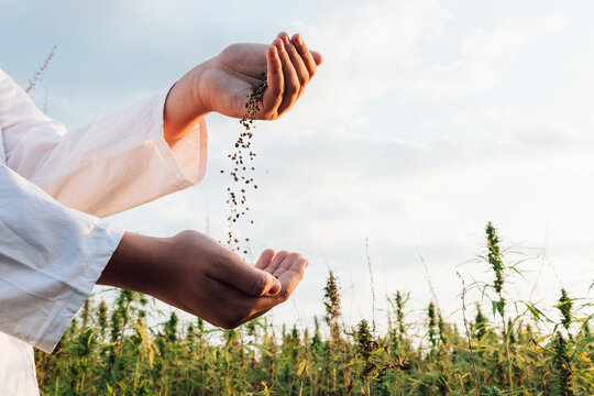 Hemp Seed Availability for Farmers in South Africa