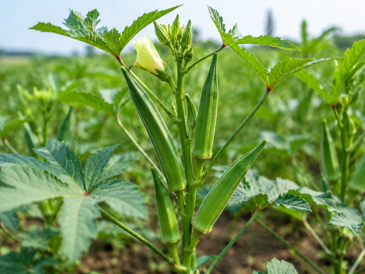 Five Cultivars, One Research Question: Which Okra Holds the Greatest Biotechnology Potential?